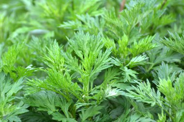 Wormwood (Artemisia vulgaris) doğada büyür.
