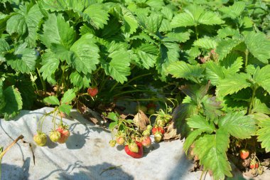 Açık arazide beyaz agrofiber kullanarak çilek yetiştiriyorlar.