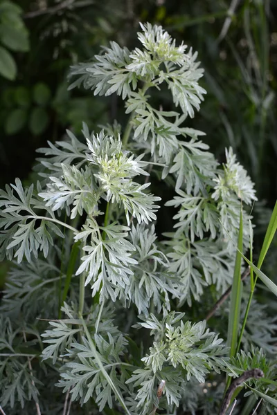 Bitterwermbusch Artemisia Absinthium Wächst Freier Wildbahn — Stockfoto