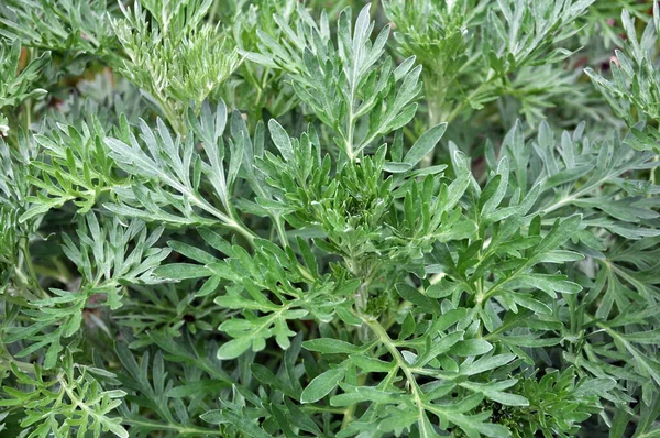 Bitter Wormwood Artemisia Absinthium Bush Grows Wild — Stock Photo, Image
