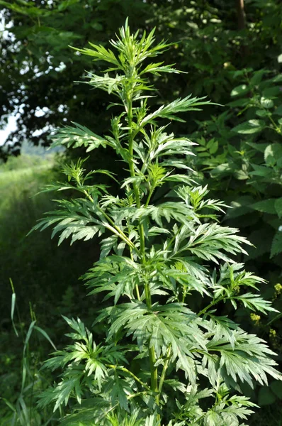 Absinto Artemisia Vulgaris Cresce Selvagem Natureza — Fotografia de Stock