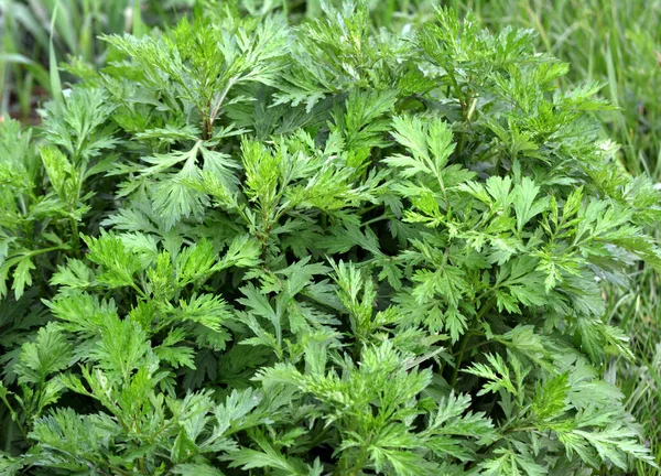Wormwood (Artemisia vulgaris) doğada büyür.