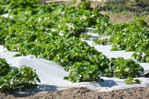 Erdbeeren Freiland Mit Weißer Agrofaser Anbauen — Stockfoto