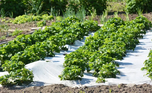 Erdbeeren Freiland Mit Weißer Agrofaser Anbauen — Stockfoto