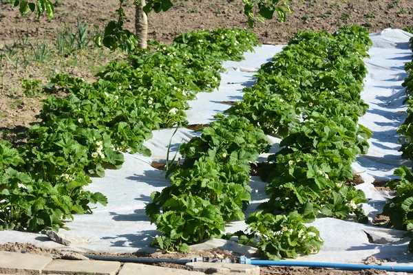 Açık Arazide Beyaz Agrofiber Kullanarak Çilek Yetiştiriyorlar — Stok fotoğraf
