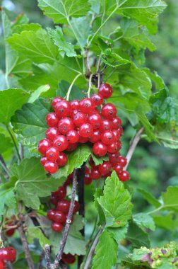 Dal dalında olgun kırmızı frenk üzümü (Ribes rubrum)