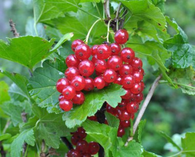 Dal dalında olgun kırmızı frenk üzümü (Ribes rubrum)