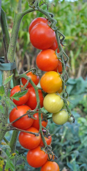 Jardim Tomates Cereja Crescem Terreno Aberto — Fotografia de Stock