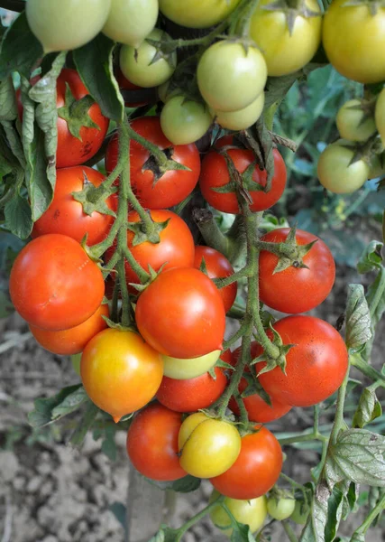 Jardim Tomates Cereja Crescem Terreno Aberto — Fotografia de Stock