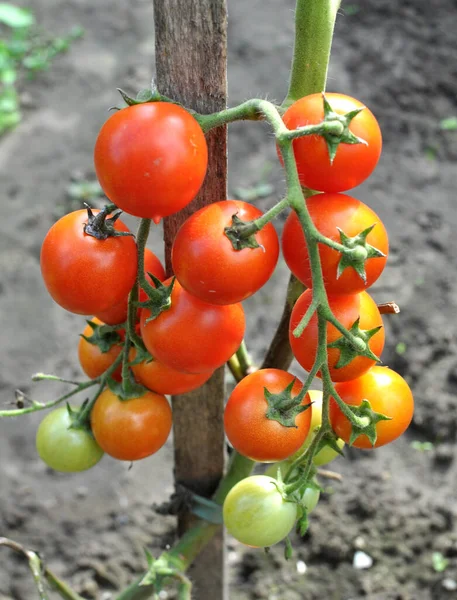 Jardim Tomates Cereja Crescem Terreno Aberto — Fotografia de Stock