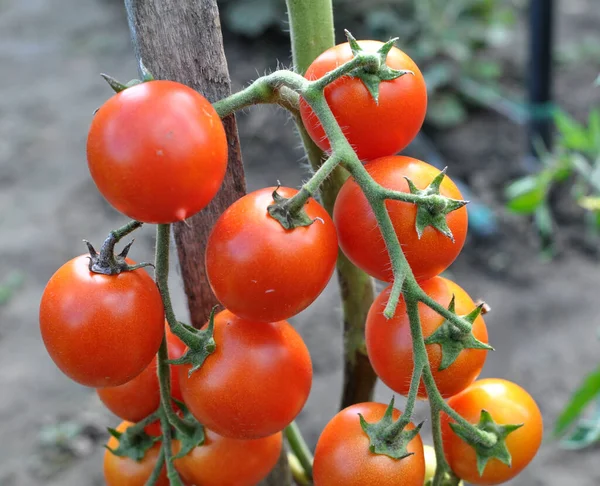 Jardim Tomates Cereja Crescem Terreno Aberto — Fotografia de Stock