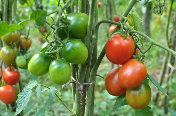 Les Tomates Sont Cultivées Dans Sol Organique Ouvert — Photo