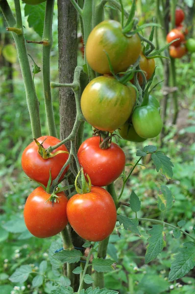 Los Tomates Cultivan Suelo Orgánico Abierto — Foto de Stock