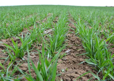 Bahar tarlasında güzel buğday ekimleri