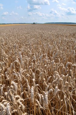 Tarlada olgunlaşmış buğday kulakları
