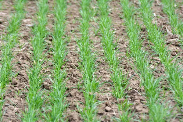 Good Sowings Winter Wheat Spring Farm Field — Stock Photo, Image