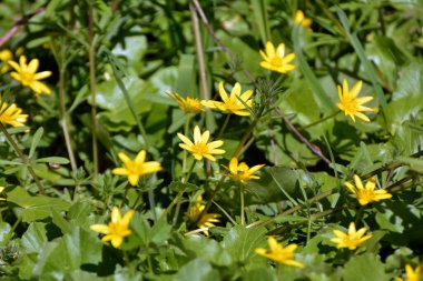 İlkbaharda, Ranunculus kurgu doğada çiçek açar.