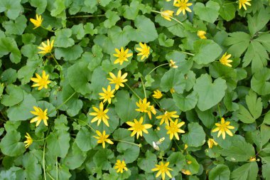 İlkbaharda, Ranunculus kurgu doğada çiçek açar.