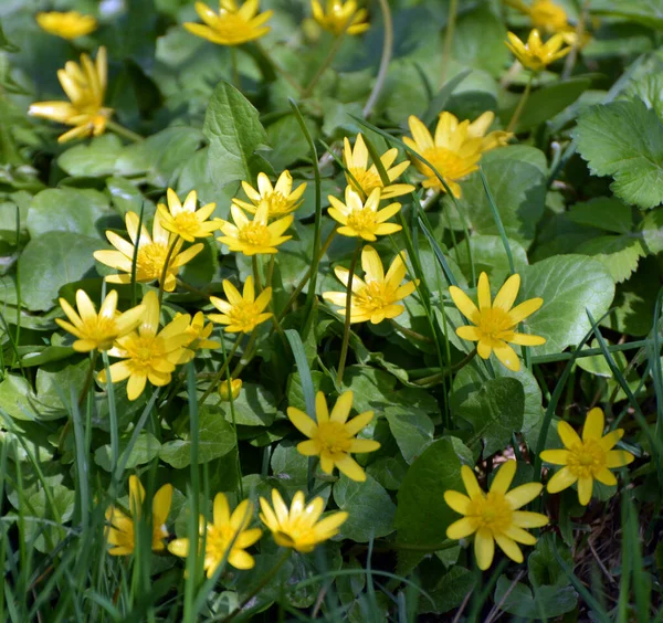 Jaře Ranunculus Ficaria Kvete Divočině — Stock fotografie