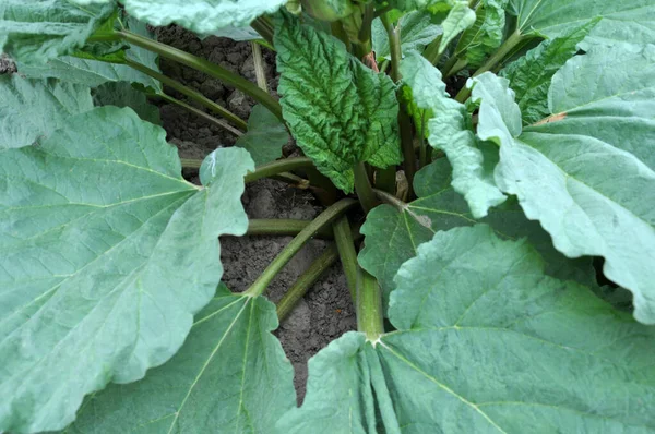 Rhubarb Grown Garden Open Organic Soil — Stock Photo, Image