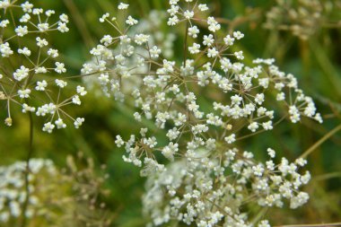 Bahar doğada Falcaria vulgaris büyüyor