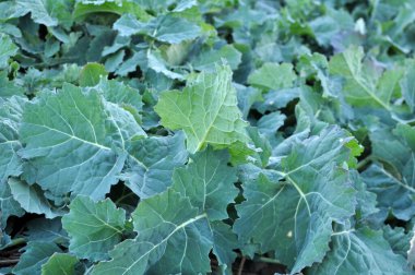 Sonbahar tarlasında kış tecavüzü büyüyor..