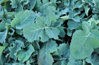 Sonbahar tarlasında kış tecavüzü büyüyor..