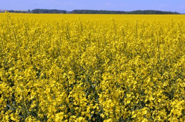 Çiftliğin bahar tarlasında kış tecavüzü çiçek açıyor.