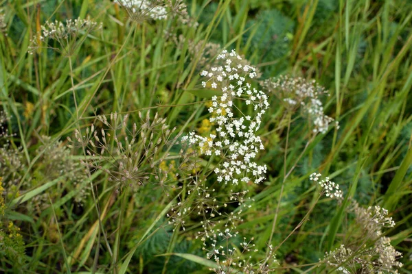 Tavaszi Természet Falcaria Vulgaris — Stock Fotó