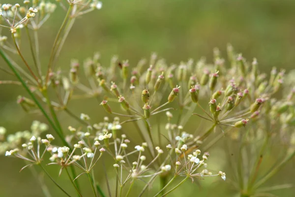 Primavera Crece Naturaleza Falcaria Vulgaris — Foto de Stock