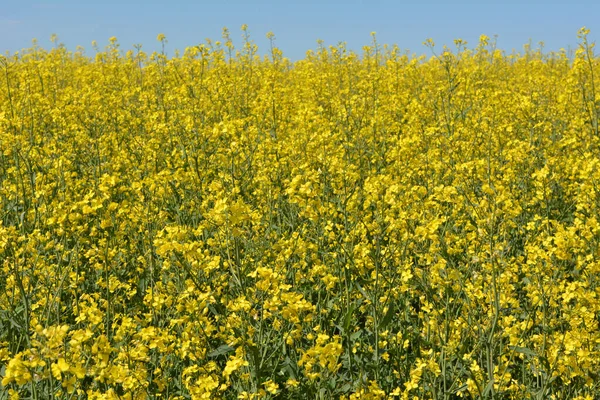 畑には冬の菜の花が咲いています — ストック写真