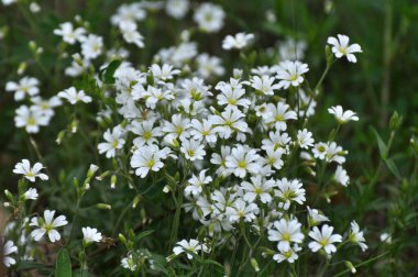 Vahşi doğada, Cerastium arvense otların arasındaki çayırda yetişir.