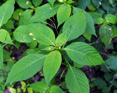 Yazın, Impatiens parviflora vahşi doğada yetişir. 