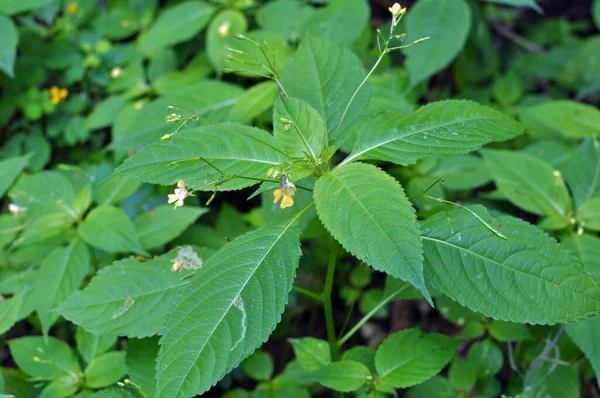 Vara Impatiens Parviflora Crește Sălbăticie — Fotografie, imagine de stoc