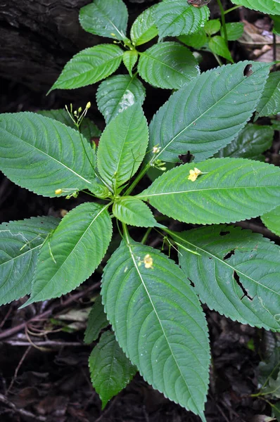 Summer Impatiens Parviflora Grows Wild — Stock Photo, Image