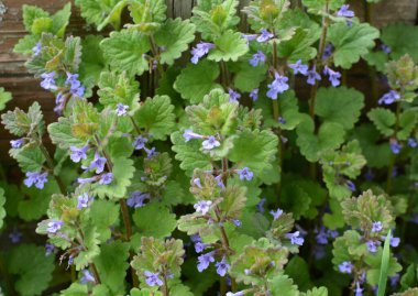 İlkbaharda, Glechoma hederacea doğada büyür ve çiçek açar.