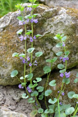 İlkbaharda, Glechoma hederacea doğada büyür ve çiçek açar.