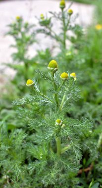 Kokulu papatya çayı (Matrikaria diskoidea) vahşi doğada yetişir. 