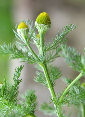 Kokulu papatya çayı (Matrikaria diskoidea) vahşi doğada yetişir. 