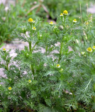 Kokulu papatya çayı (Matrikaria diskoidea) vahşi doğada yetişir. 