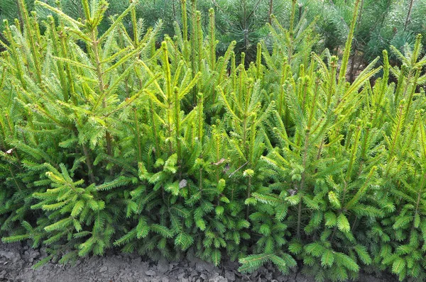 Viveiro Que Árvores Florestais São Cultivadas Partir Sementes — Fotografia de Stock