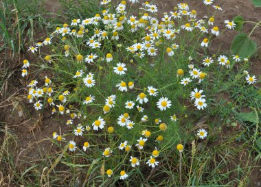 Kokusuz papatya çayı (Tripleurospermum maritimum) otların arasında yetişir.