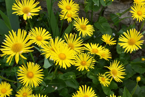 Primavera Camomila Doronicum Amarela Floresce Canteiro Flores — Fotografia de Stock