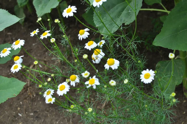 Camomila Sem Cheiro Tripleurospermum Maritimum Cresce Natureza Entre Gramíneas — Fotografia de Stock