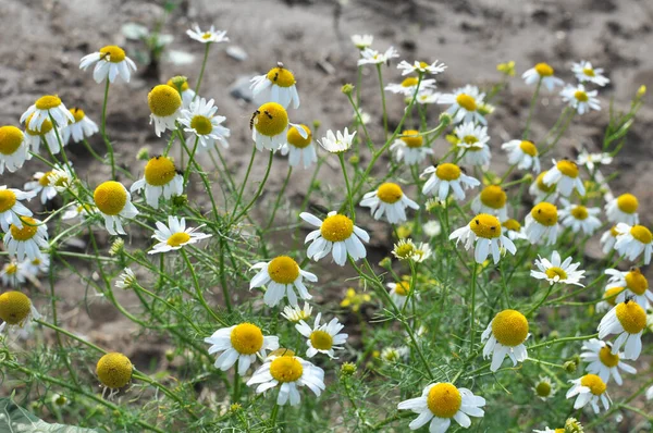 Manzanilla Sin Olor Tripleurospermum Maritimum Crece Naturaleza Entre Las Hierbas —  Fotos de Stock