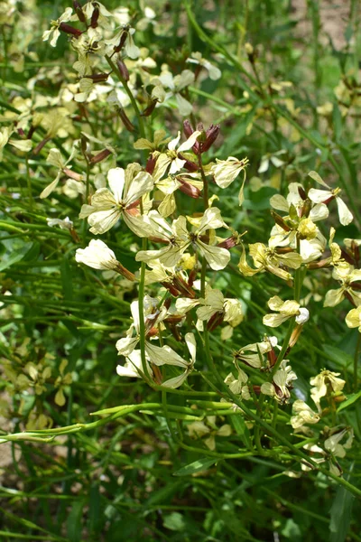 Plante Roquette Épicée Eruca Sativa Fleurit Dans Jardin — Photo
