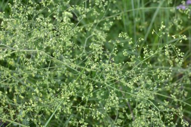 Thalictrum otların arasında vahşi doğada çiçek açar.