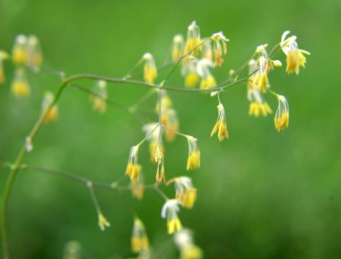 Thalictrum otların arasında vahşi doğada çiçek açar. 