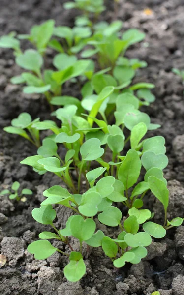 Jonge Arugula Eruca Sativa Scheuten Ontsproten Uit Zaden Tuin — Stockfoto