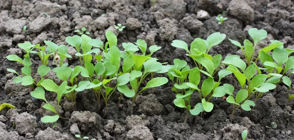 Jonge Arugula Eruca Sativa Scheuten Ontsproten Uit Zaden Tuin — Stockfoto